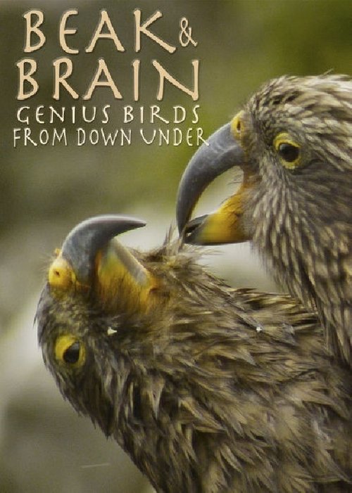 Beak & Brain – Genius Birds from Down Under poster