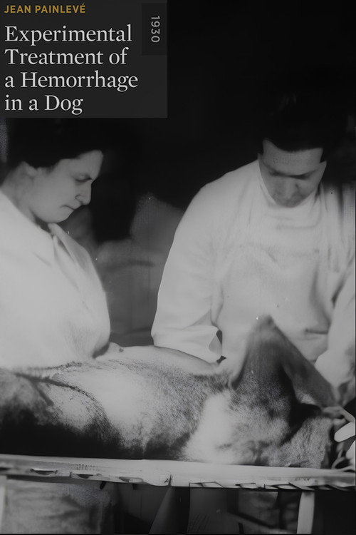 Experimental Treatment of a Hemorrhage in a Dog poster