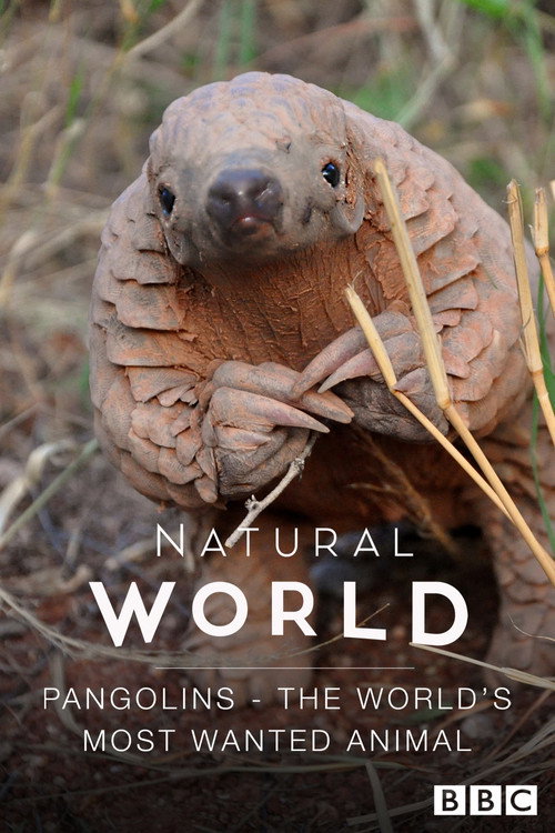 Pangolins: The World’s Most Wanted Animal poster