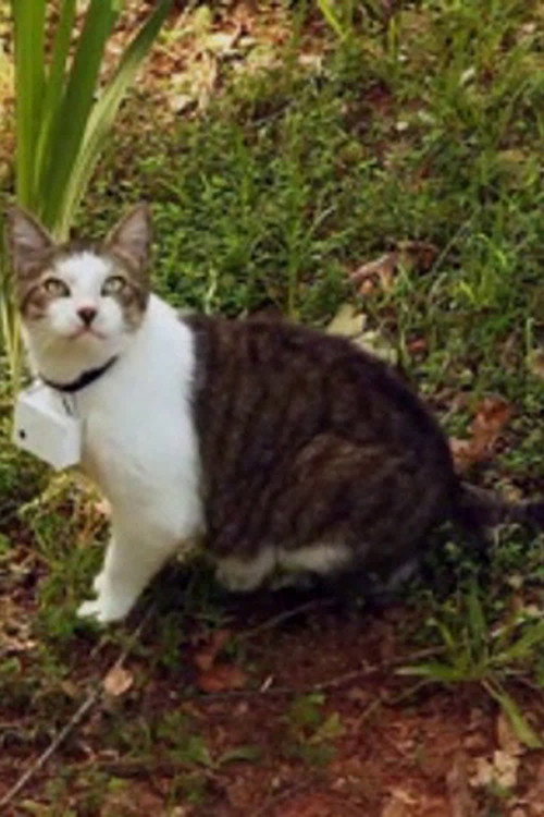 CatCam poster