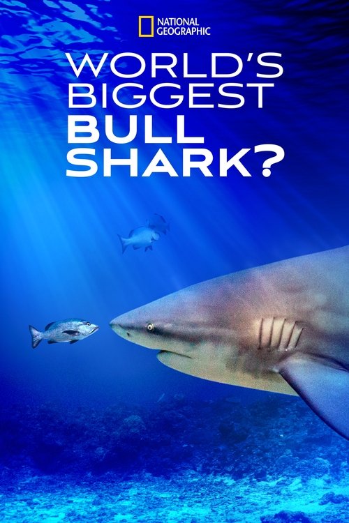 World’s Biggest Bull Shark? poster