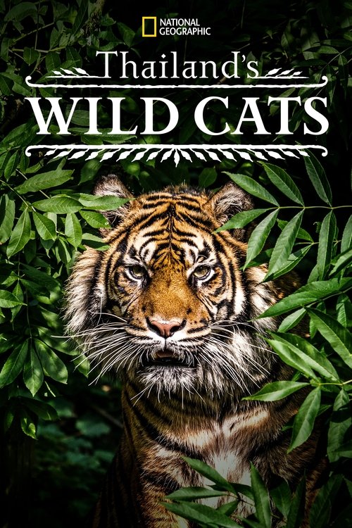 Thailand’s Wild Cats poster