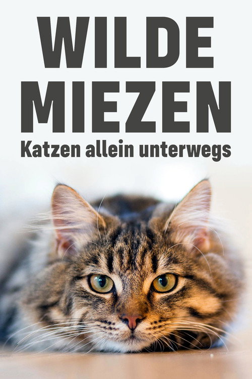 Wilde Miezen – Katzen allein unterwegs poster